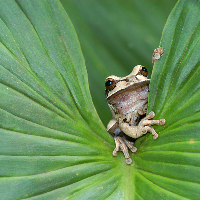 Tree Frog at Aguila de Osa Hotel, Drake Bay, Peninsula de Osa , Costa Rica
