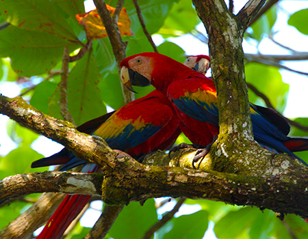 Macaws Drake Bay