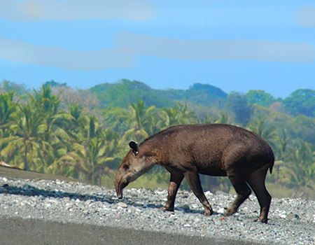 Costa Rican Tapir