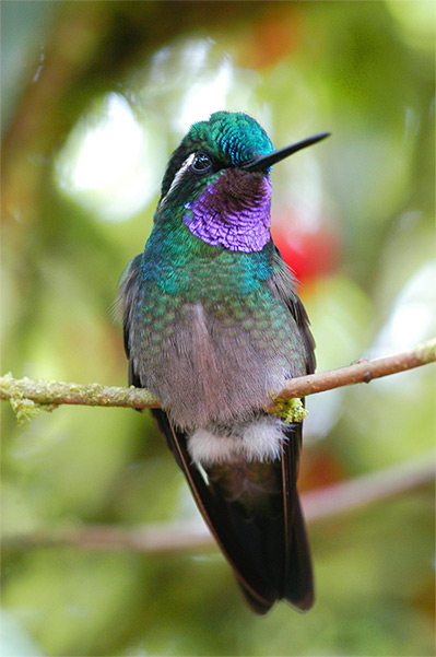 Bird watching Costa Rica