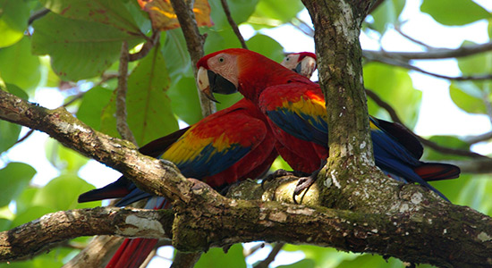 Macaws bird watching Osa Peninsula