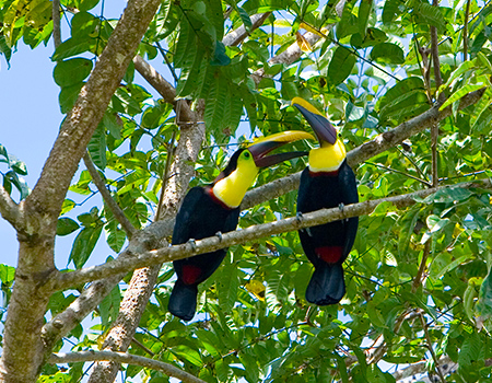 Toucans bird watching Osa Peninsula