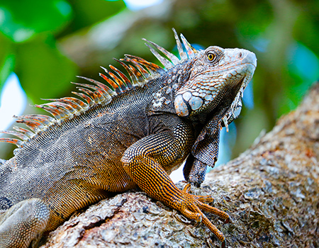 Iguana in the Osa