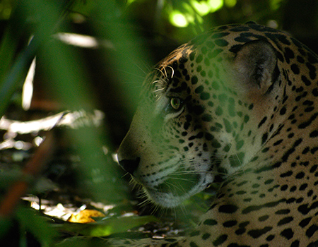 Leopard jungle