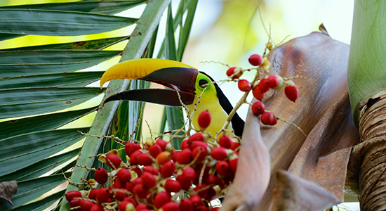 Toucan bird watching Osa Peninsula