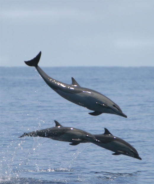 Dolphin watching tour in Osa Peninsula Costa Rica