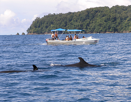 Whales Osa Peninsula