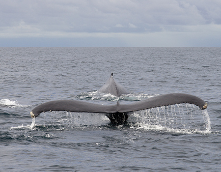 Humpback whale Osa Peninsula, Costa Rica