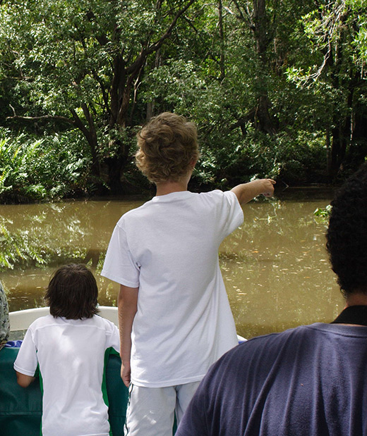 Mangrove boat tours