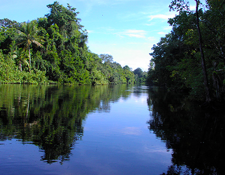 Rivers and mangroves