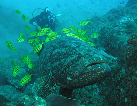 Giant grouper scuba diving