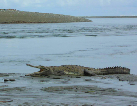 Crocodile hiking Costa Rica