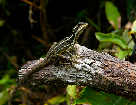 Hiking wildlife Corcovado