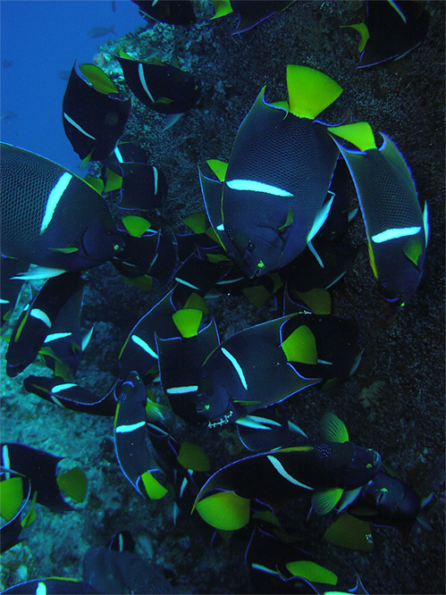 Exotic fish scuba diving the Osa Peninsula