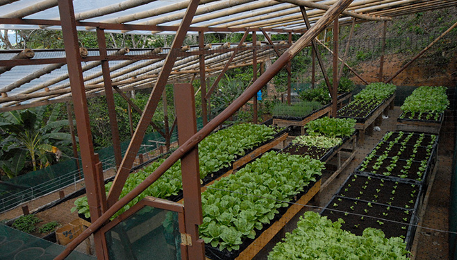 Sustainable farming the Osa