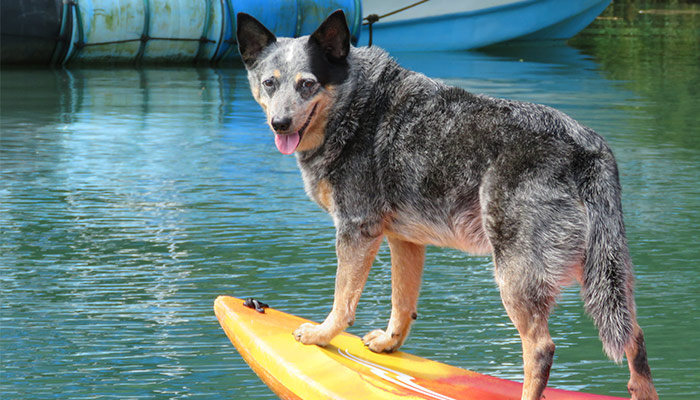 Aguila de Osa dog kayaking