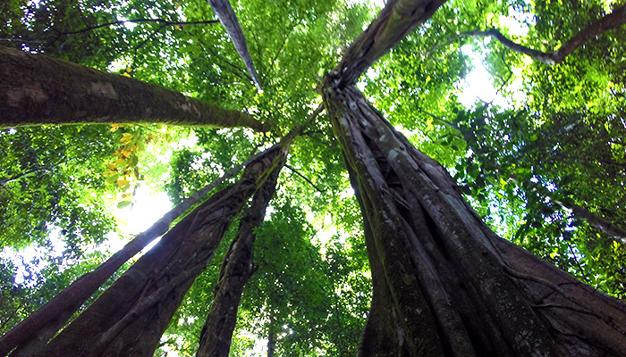 Rainforest trees