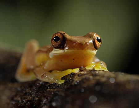 Night tour frogs