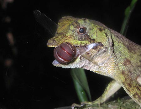 Night tour hiking wildlife