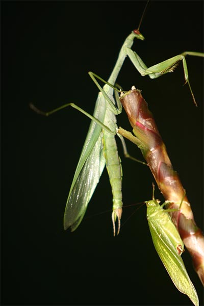 Rain-forest night tour