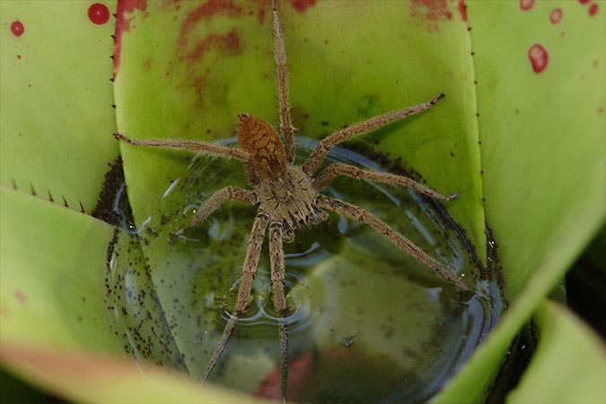 Spider night walking jungle tour