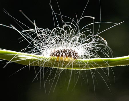 Night hiking tour caterpillar