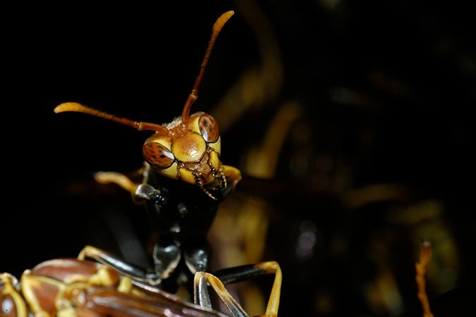 Night bugs Costa Rica tours