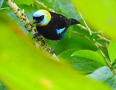 Bird watching Costa Rica