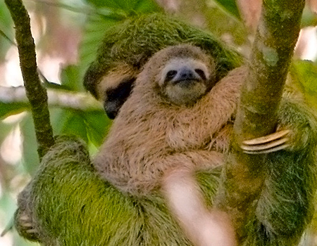 Sloths Corcovado