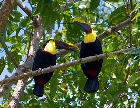 Toucans the Osa