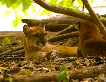 Panther hiking Corcovado Costa Rica