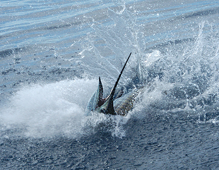 Sportfishing Sailfish at Drake Bay, Osa Peninsula, Costa Rica