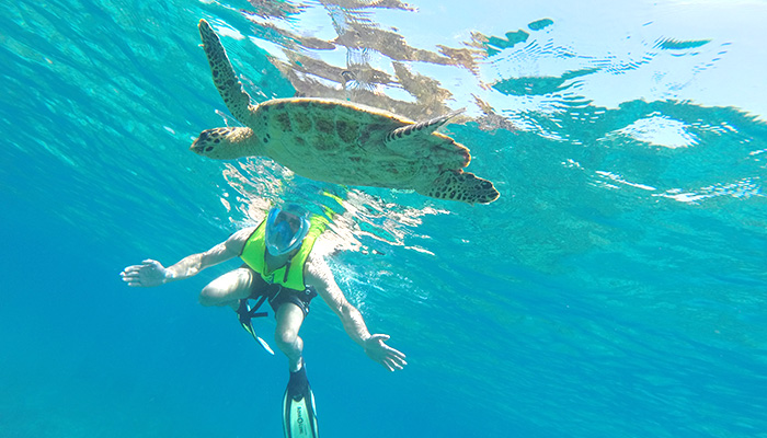 Corcovado National Park sea turtle