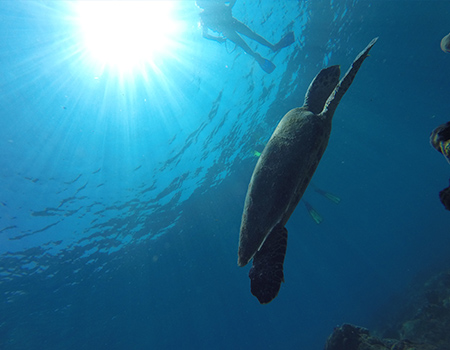 Cano island sea turtle