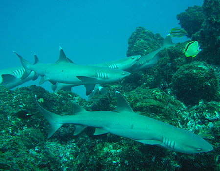 Scuba diving with sharks